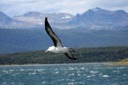 Albatroz