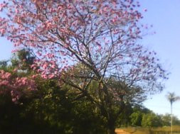 Haicai 15 (ipê)