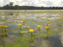 Haicai 17 (flores)