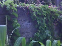 Haicai 18(trepadeira)