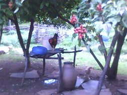 haicai 20 (galo)
