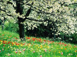 FLORES DA PRIMAVERA
