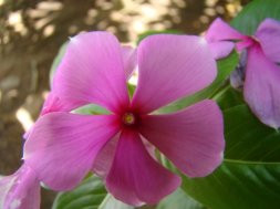 Pé de Flor