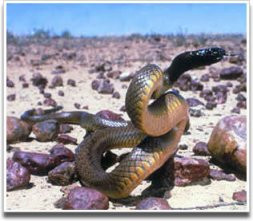 Serpente