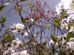Haicai 29 (flores)