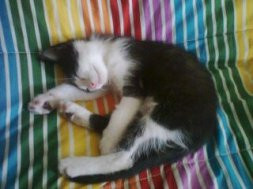 O gato