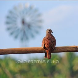 INCOMODADA quinta