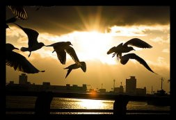 Liberdade