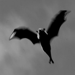 VOador