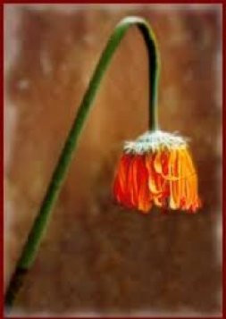 Planterna
