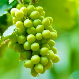 UVAS VERDES