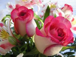 Rosas do tempo