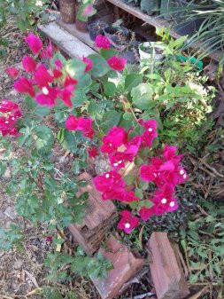 Flores