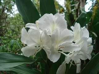FLORES DOS LÍRIOS 