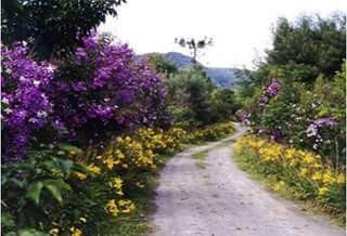 Flores no Caminho