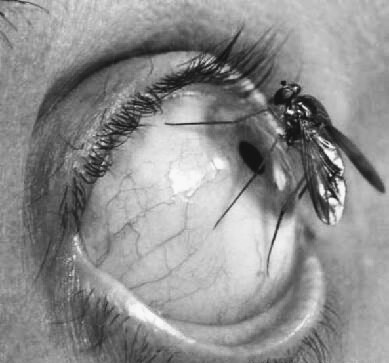 A MOSCA 